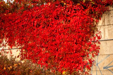 Leaves red bright