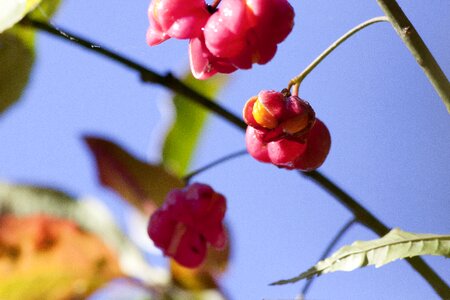 Red autumn ordinary spindle shrub