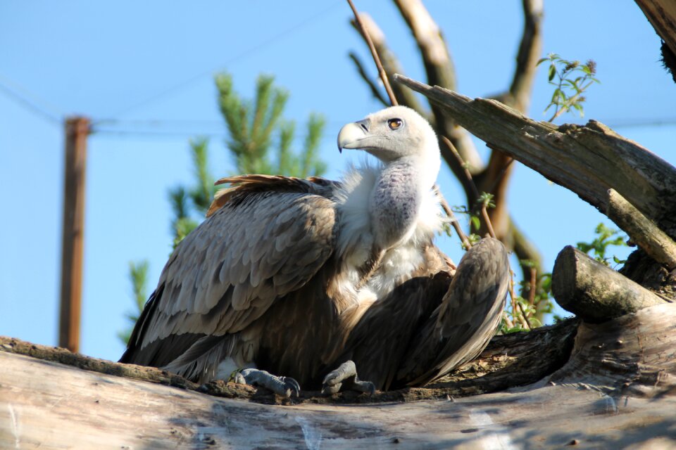 Scavengers raptor bird of prey
