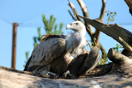 Scavengers raptor bird of prey photo