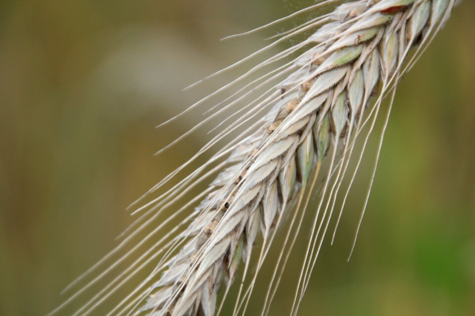 Field crops harvest cornfield