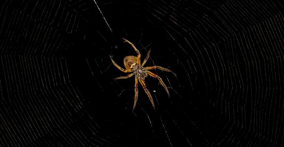 Spider cobweb nature