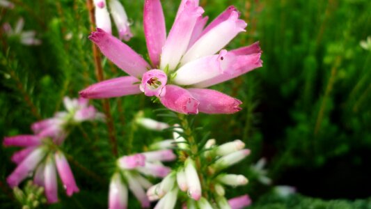 White flowers garden