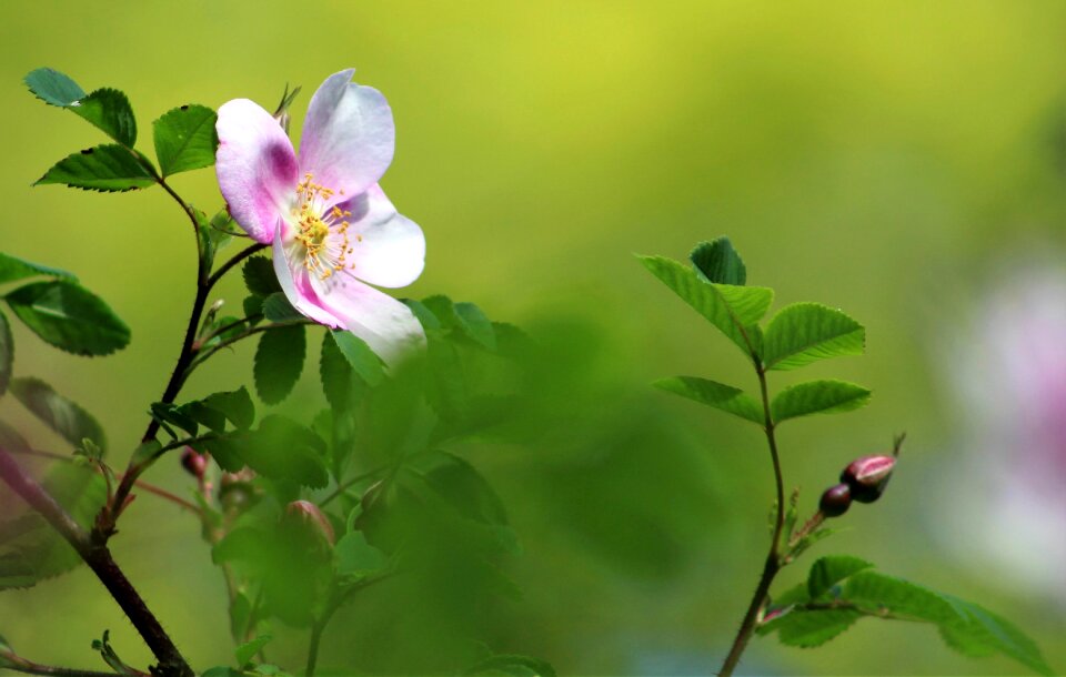 Bloom rose