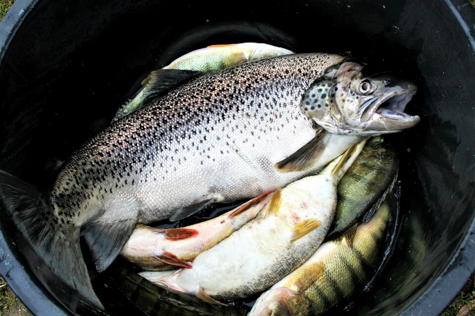 Fishing silver color