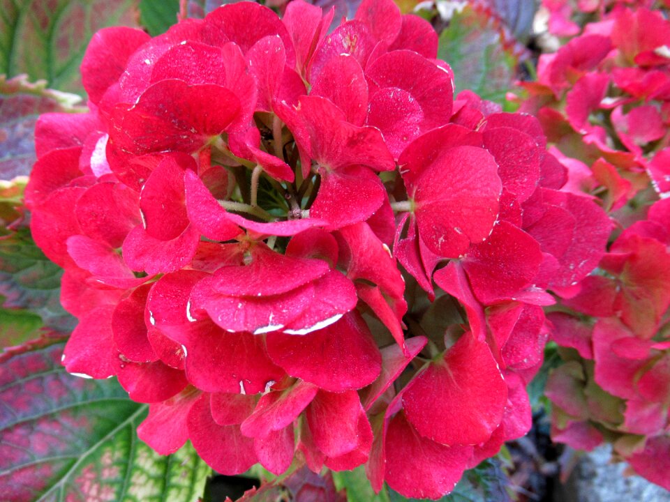 Autumn hydrangea broken flowers