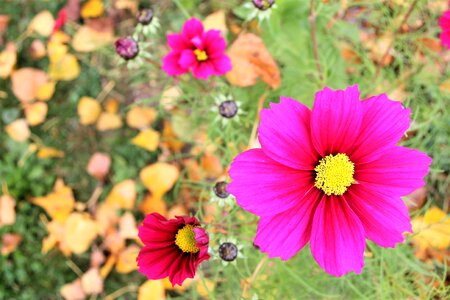 October www flowers