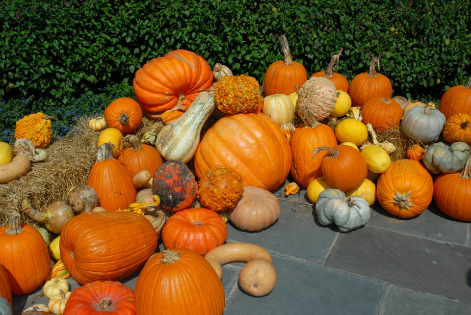 Autumn orange fall