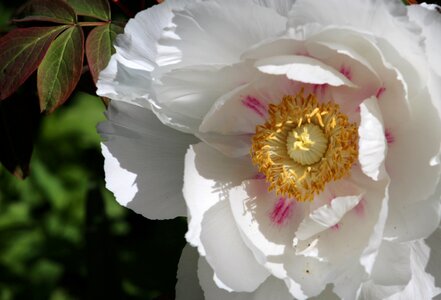 Bloom peony