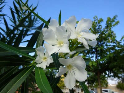 Garden autumn oleander