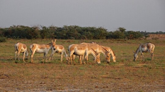 Khur indian onager wildlife
