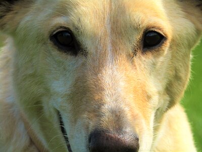 Australian shepherd dog portrait berger photo