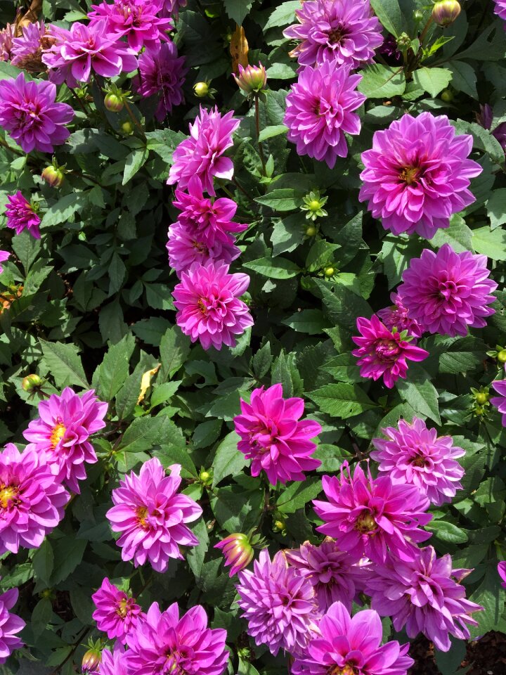 Purple flowers floral nature