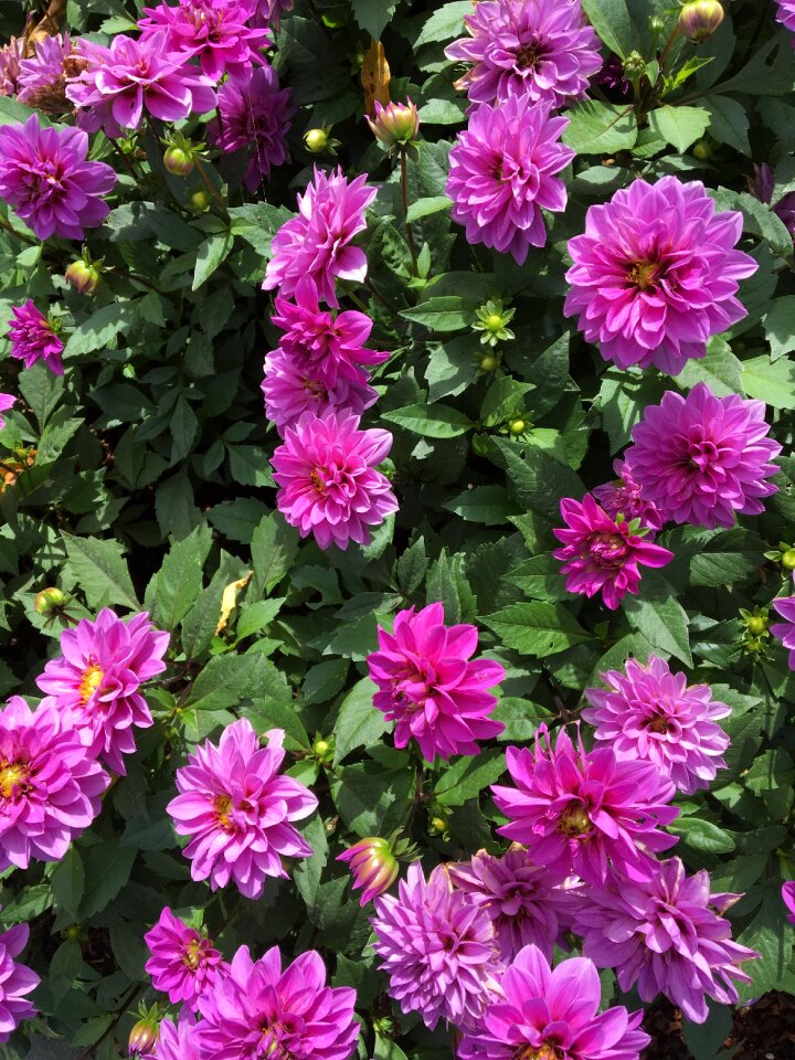 Purple flowers floral nature photo