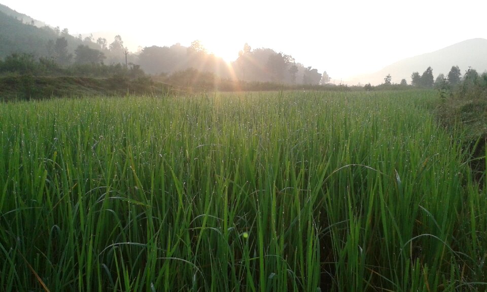 Sunshine nature field
