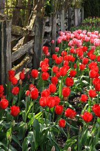 Washington state tulip festival