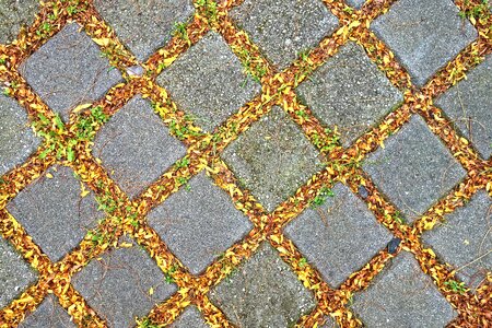 Pattern leaves sidewalk photo
