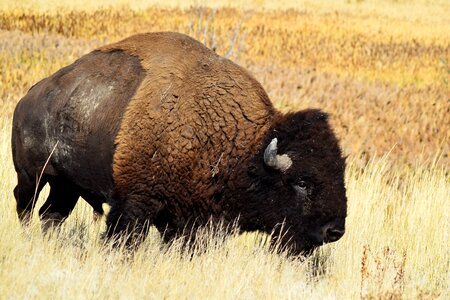 Animal american wild