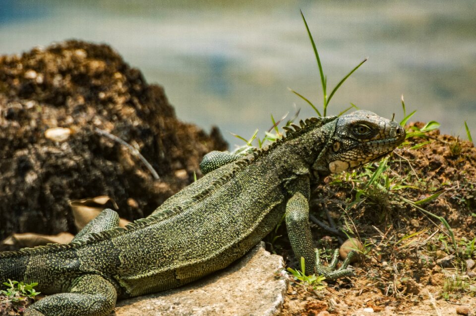 Animal world green water