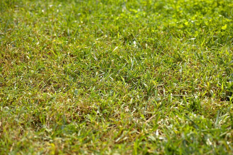 Horizontal macro day