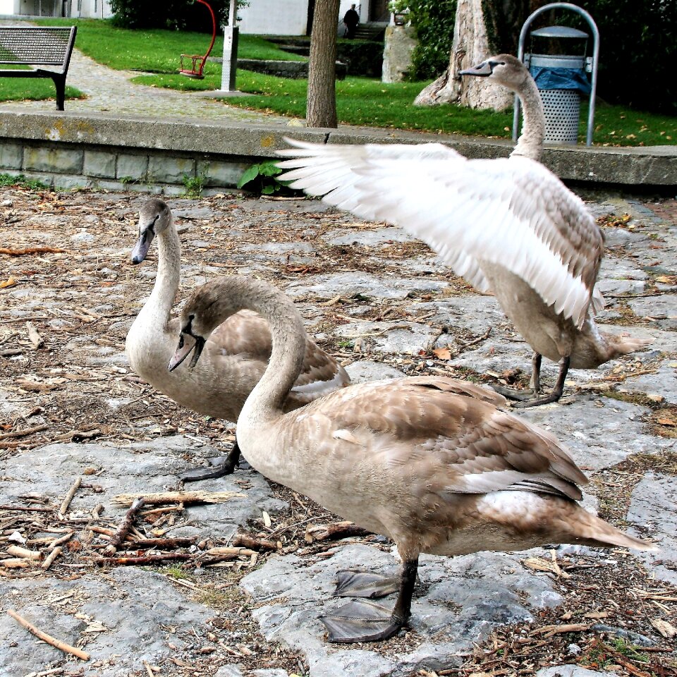 Lake wild birds cruise