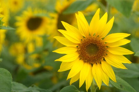 Cosmos sunflower yellow flowers photo