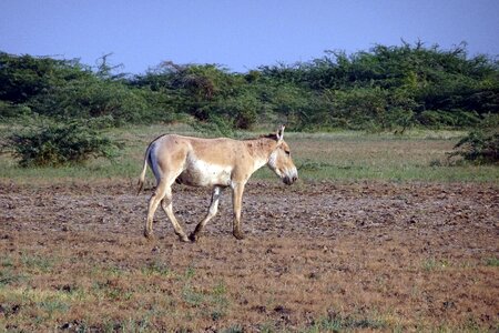 Khur indian onager wildlife