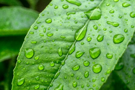Drops of water drops of rain plant