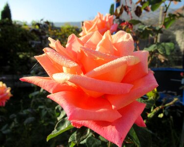 Dew in the morning rose photo