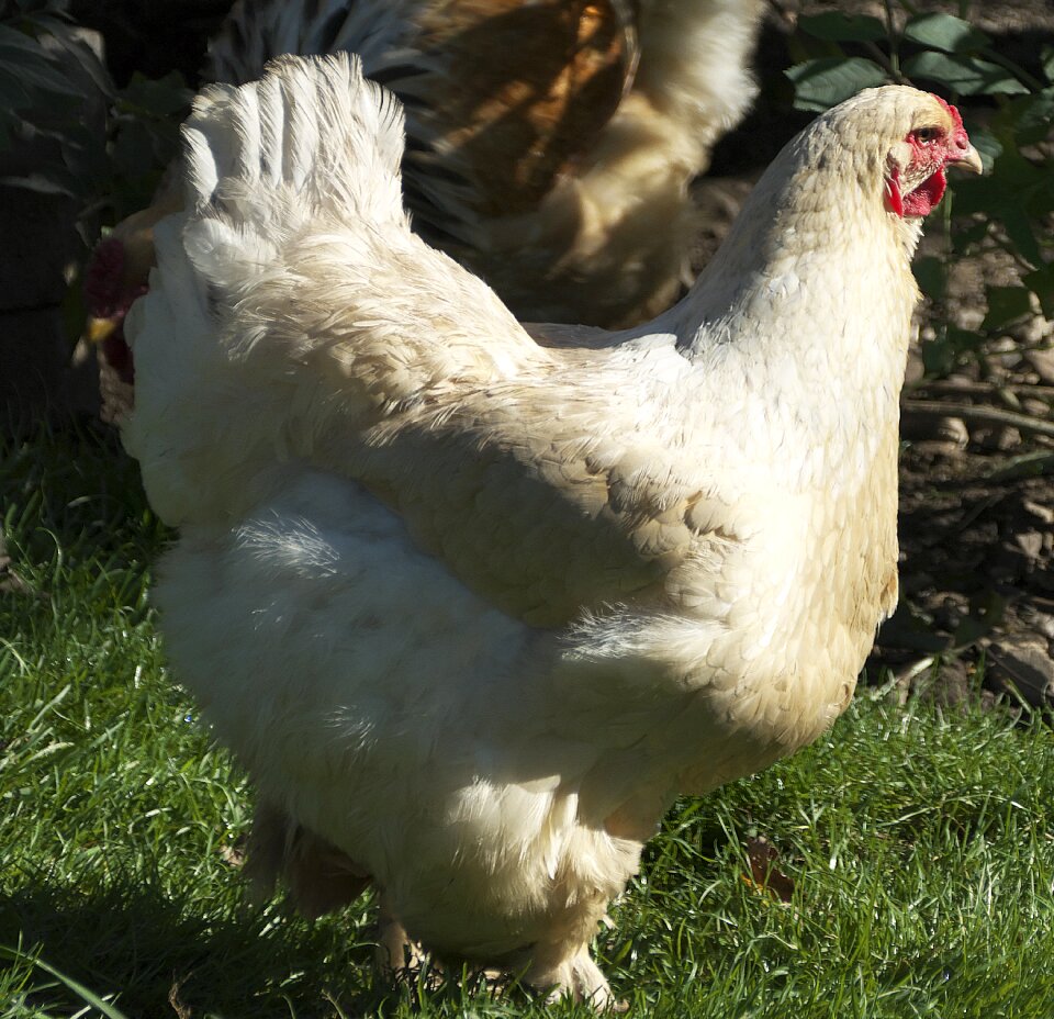Poultry free range feather