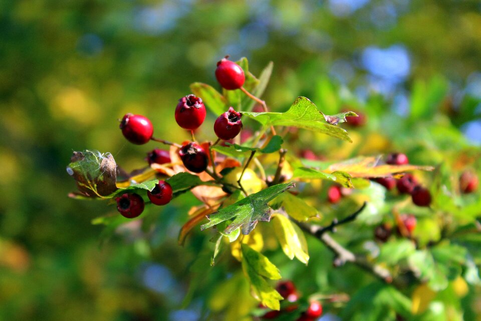 Vegetation nature hawthorn fruit