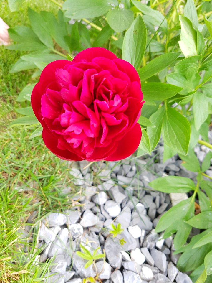 Bloom pink rose blooms