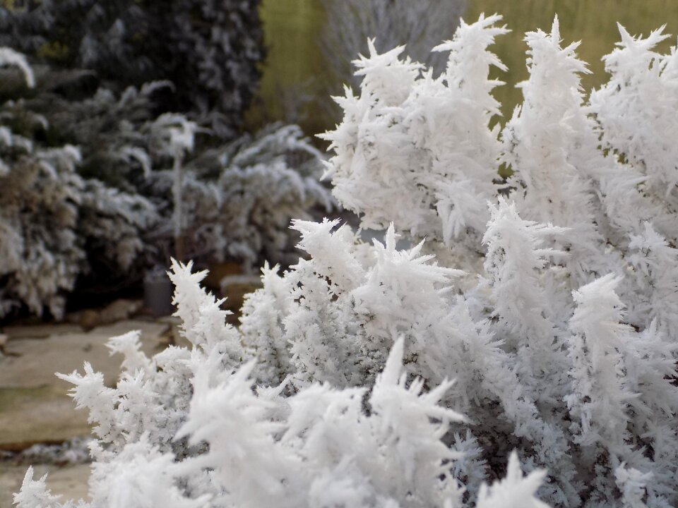 Winter rime frost