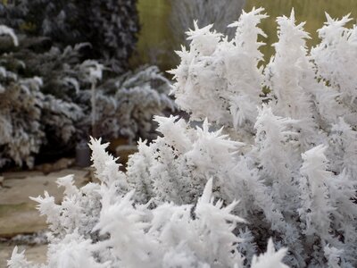 Winter rime frost photo