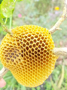 Honey yellow photo