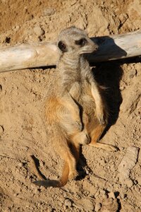Wild animal animals nature