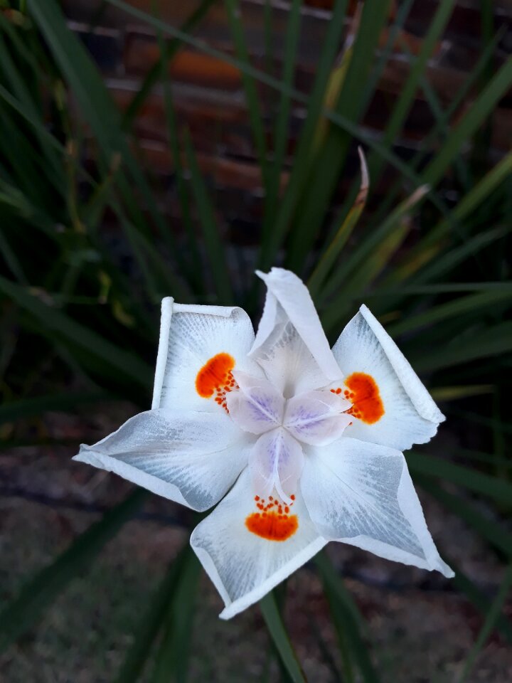 White flower nature flowers