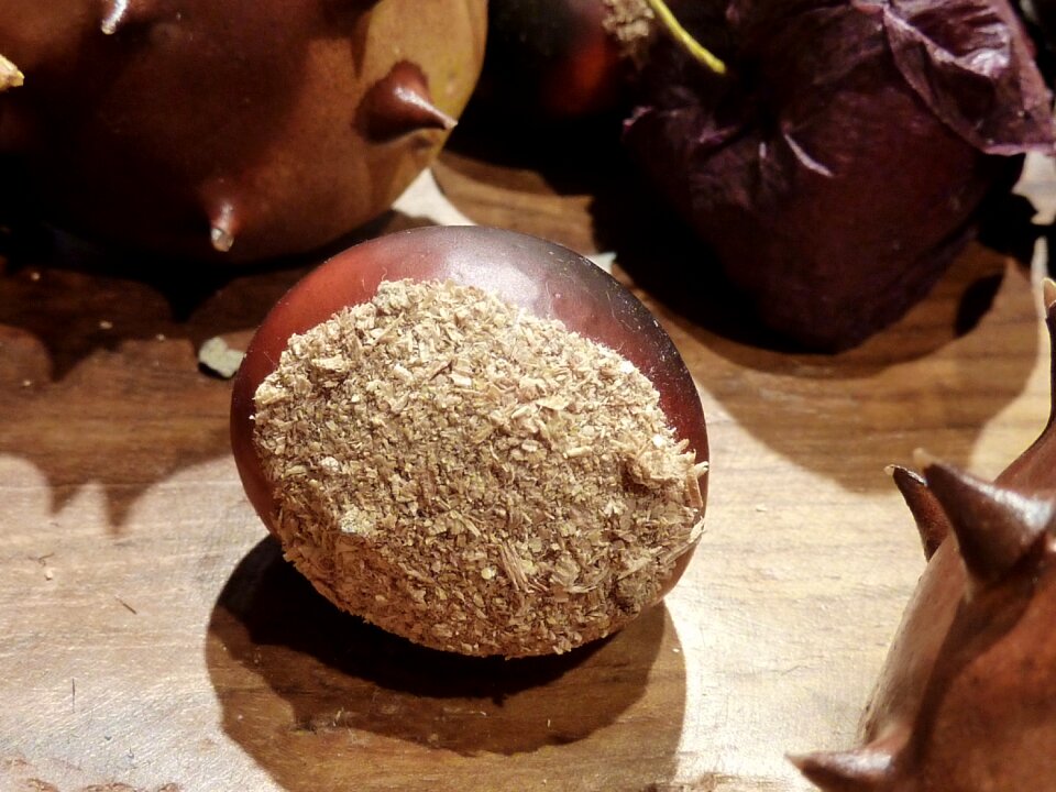 Autumn brown fruit