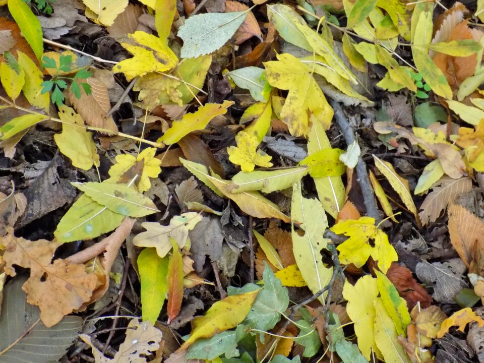 Colors of autumn listopad golden autumn