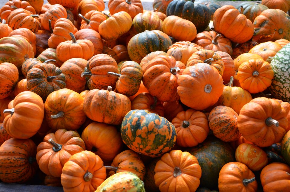Decoration gourd nature