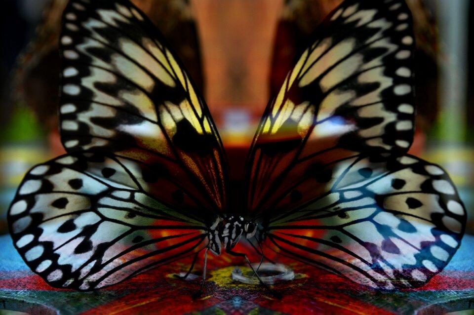 Wings light color