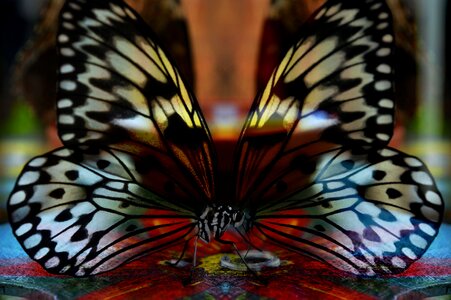 Wings light color