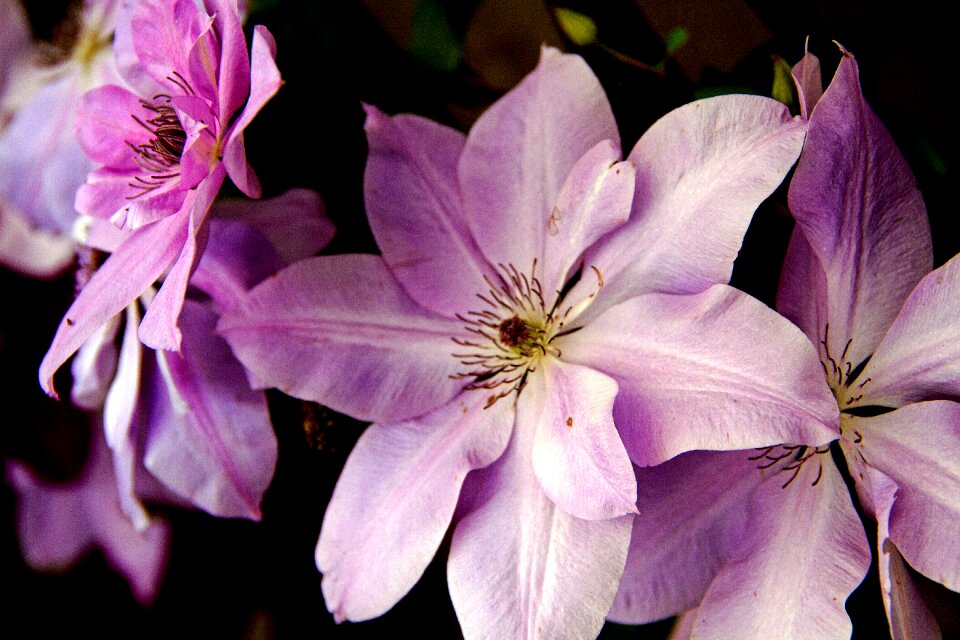 Plant purple lavender