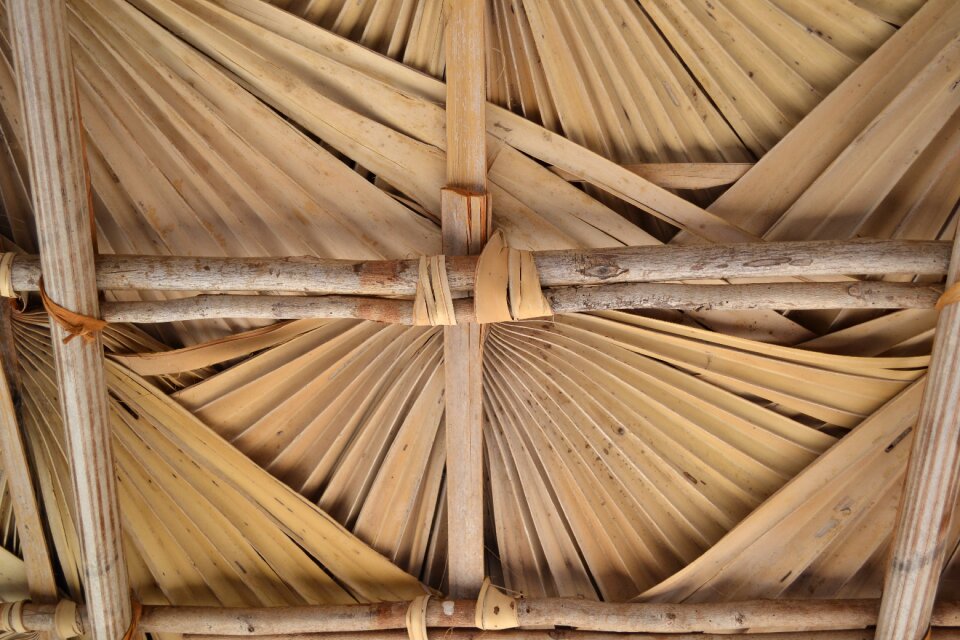 Beige nature palm trees
