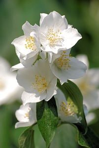 Fragrant floral plant photo