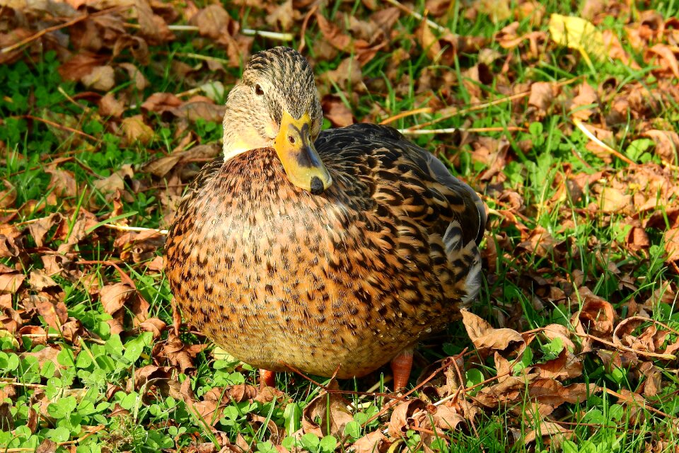 Nature the sun wild birds