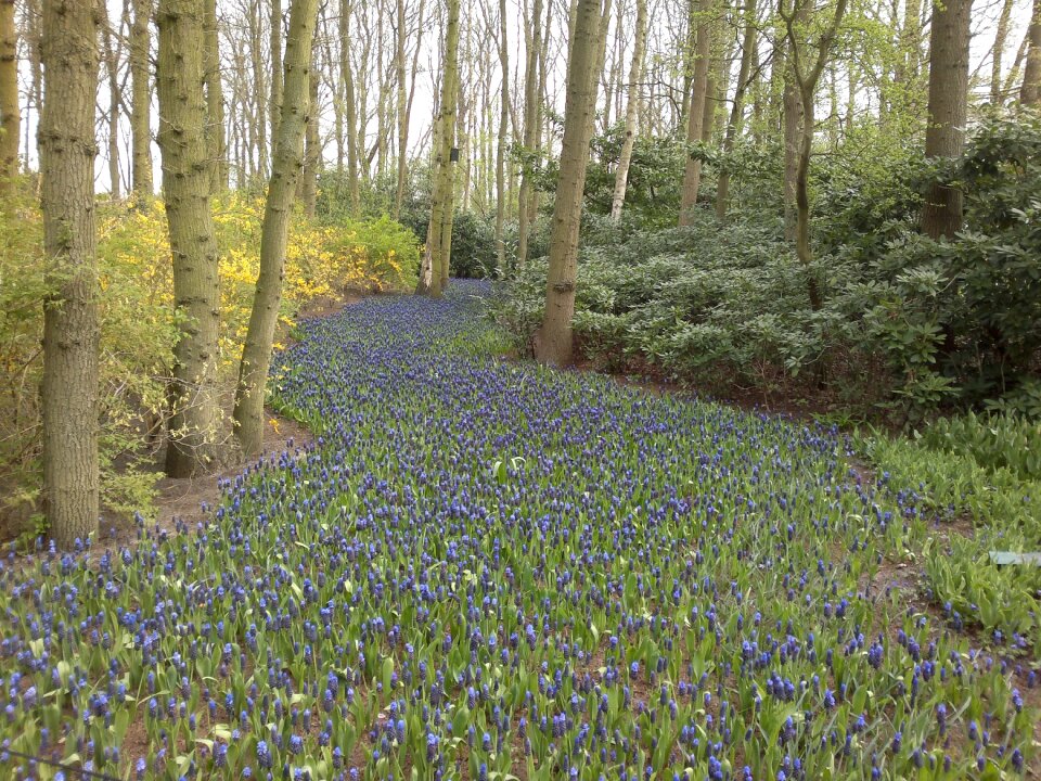 Forest flower spring nature