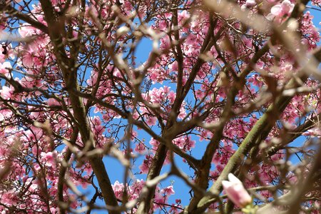 Cherryt ree blossom pink