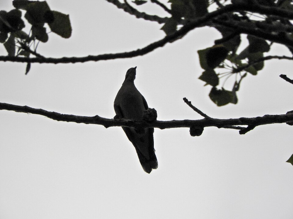 Paloma communal birds
