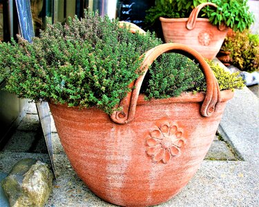 Plant decorative decoration